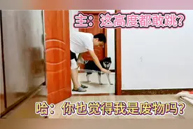 哈士奇还有比这只更笨的吗？简直是狗界耻辱啊！