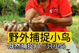 野外捕捉小鸟，我国非法捕猎，请勿模仿视频封面