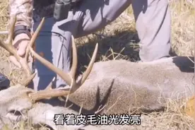 看外国猎人如何用复合弓，狩猎大狮子。视频封面