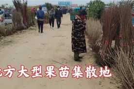 山东平邑苗木集散地，供应全国80％果苗，每年销量以亿计，太便宜视频封面