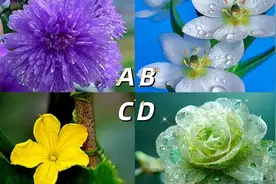 心理测试：哪朵花让你神清气爽，测你的心境如何？视频封面