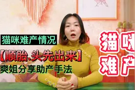 猫咪难产情况，头先出来，怎样帮助猫咪生产！视频封面