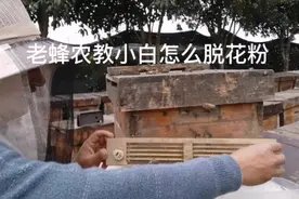 油菜花正在脱粉中，老蜂农教小白怎么脱花粉视频封面