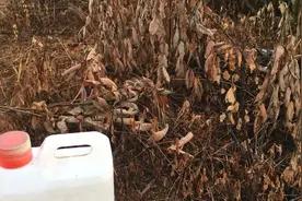 这样搭配的配方，能彻底腐烂各种树根和竹根。视频封面