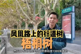 遵义凤凰路上的梧桐树叶子又黄了，凤凰路上梧桐树栽植的历史故事