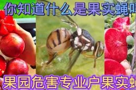 能给你果园带来灭顶之灾的果实蝇你了解多少，有什么好方法防治？视频封面
