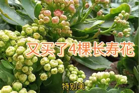 又买了几颗长寿花，送给自己的新年礼物，好看又大棵，美美的视频封面