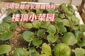 乌塔菜越冷长得越快吗？看完实验你就知道了，它适宜生长温度15度视频封面