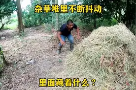 杂草堆不停抖动，里面藏着什么可怕东西？打开一看吓一跳！视频封面
