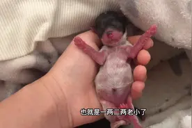 刚出生30分钟的泰迪，拿在手里滋宁滋宁的乱叫，没想到脾气还挺大视频封面