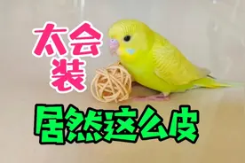 两个月的虎皮鹦鹉，刚进门才3天，居然这么皮