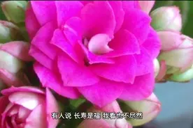 季羡林先生谈人生视频封面