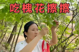 吕梁临县，唤峰来山上采摘槐花，晚上做槐花擦擦吃，绿色健康食品视频封面