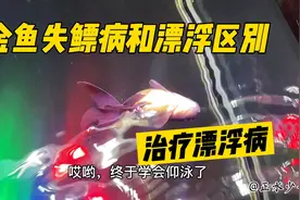 怎么治疗金鱼仰泳漂浮？失鳔病和漂浮症状的区别？赠品饲料不要喂视频封面