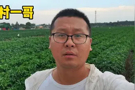 辣椒什么时间打药比较合适，早上打和晚上打有什么区别，一起看看视频封面
