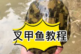 甲鱼原来都喜欢躲在这种地方。抓起来太容易了，超乎你们的想象。视频封面