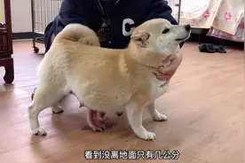 怀孕59天的母犬，肚子大的像个球竟然离地面不足2公分，惊呆了视频封面
