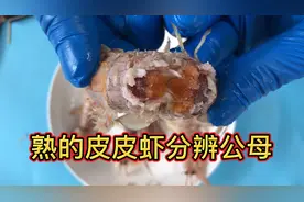 熟的皮皮虾怎么辨别公母 仅看这个地方就可以 一挑一个准视频封面