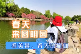 春天的圆明园太美啦视频封面