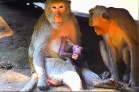 小猴子吃奶拉皮筋如拔河，把猴妈吃得欲哭无泪视频封面