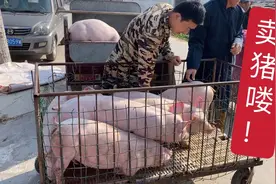 猪价起起伏伏，来看看现在30斤小猪卖什么价格？现在行情还是赔钱视频封面