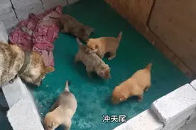 小奶狗出生第二十天，都会走了，尾巴漂亮视频封面