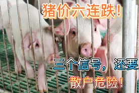 猪价近日连续跌，三个信号，还要跌？冻肉入市，散户危险！视频封面