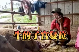 母牛生产后容易出现常见的子宫脱落，发现后要及时帮忙复位