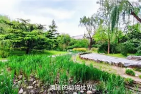 北京动物园：“猴山”，是动物园现存历史最悠久的馆舍，视频封面