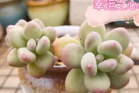 分享10款美人系列的多肉，看看有你喜欢的那一款吗？