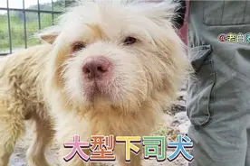 60斤的大型下司犬大家不喜欢？就看看视频后面的小萌狗吧！视频封面