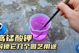 高锰酸钾，你未解锁的几个用途，家庭园艺万能杀菌药视频封面
