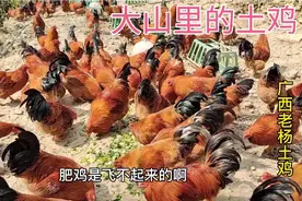 广西小伙在深山散养土鸡，为了鸡肉更加香甜，每天坚持给鸡喂青菜视频封面