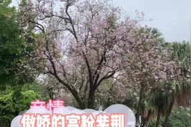 你快回来，我们还在等待一个奇迹视频封面