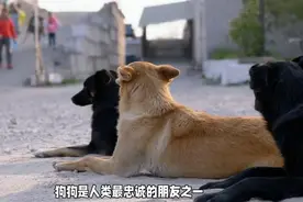 狗狗死前咬主人一口是为什么？视频封面