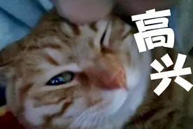 亲小猫咪有多难哈哈哈，疯狂亲吻小猫咪