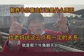 散养牛总喜欢打架是什么原因？给老妈说这三点有一定的关系视频封面