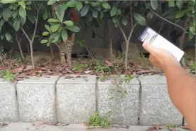 真神奇！播放母猫呼唤小猫的声音，就把流浪小奶猫给引出来了。视频封面