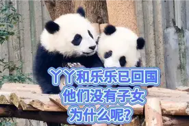 国宝大熊猫丫丫和乐乐遗体已回祖国，他们一生没有子女，为什么呢