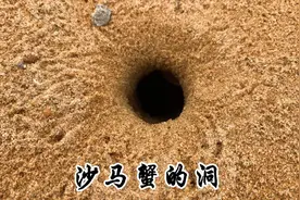 “沙马蟹”洞穴到底有多深呢，小崔挖蟹全过程，还收获一条花板鱼