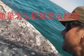 鲸鱼是如何去除藤壶的呢视频封面