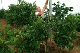 正宗赣南脐橙第三年试挂果，果有点多绑起来视频封面