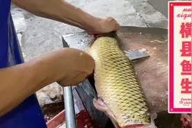 难得一见的金鳞鲩鱼做地道正宗横县鱼生，做法简单味道鲜美更好吃视频封面