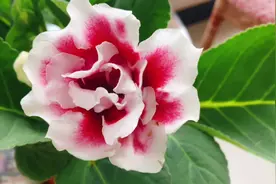 盆栽芙蓉花这样养护，生长旺盛，花开不断！视频封面