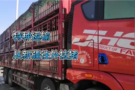 山东小伙从新疆拉了一车猪，看看是怎么把猪装上车的视频封面