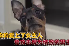 一只小狗，竟然爱上了女主人，还会攻击视为情敌的男主人视频封面