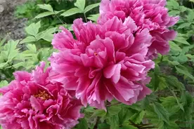 国色天香，花开正艳视频封面