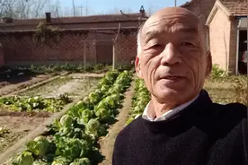 寒潮过后，看一下白菜盖的和不盖的有啥区别？