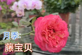 月季藤宝贝，一款爬藤的品种，花瓣密花期长可做拱门爬墙视频封面