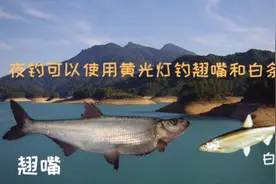 夜钓可以使用黄光灯钓翘嘴和白条吗？是否会有聚鱼诱鱼的效果呢？